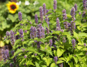 Hammasiiso 'Coerulea', Purppuransiniset kukat, aromaattiset, mintuntuoksuiset lehdet.