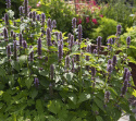 Hammasiiso 'Coerulea', Purppuransiniset kukat, aromaattiset, mintuntuoksuiset lehdet.