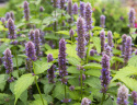 Hammasiiso 'Coerulea', Purppuransiniset kukat, aromaattiset, mintuntuoksuiset lehdet.