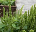Meksikonrevonhäntä 'Green Thumb', Koristeelliset, vaaleanvihreät, valtikkamaiset kukinnot kohoavat kauniin lehdistön ylle.