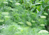 Sirosudenporkkana 'Green Mist'