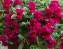 Leijonankita F1 'Candy Showers Deep Purple', Matala. Voimakkaan violetin sävyisissä kukissa on keltainen nielu.