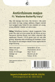 Leijonankita F1 'Madame Butterfly Ivory'