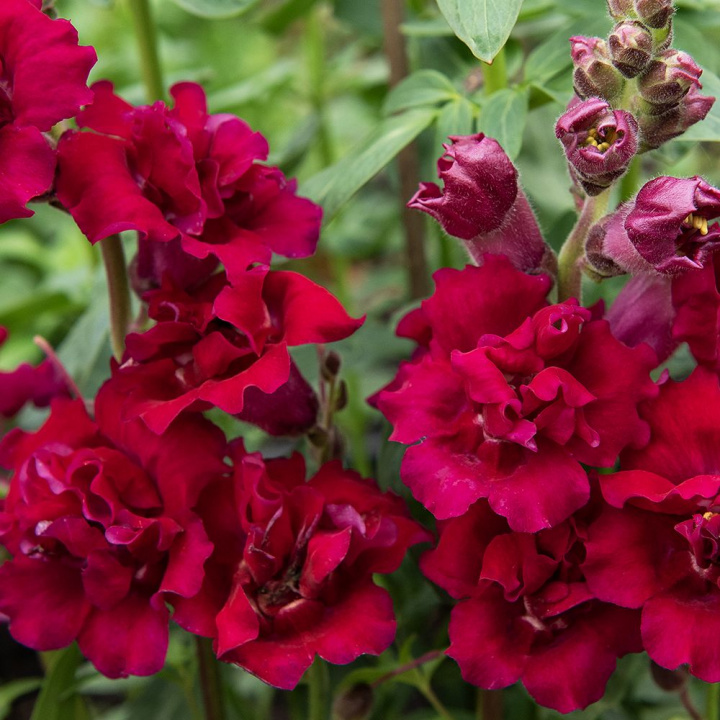 Leijonankita F1 'Madame Butterfly Red', Korkea. Upea Leijonankita, jossa on suuret.