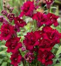 Leijonankita F1 'Madame Butterfly Red', Korkea. Upea Leijonankita, jossa on suuret.