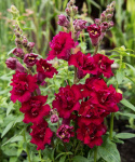 Leijonankita F1 'Madame Butterfly Red', Korkea. Upea Leijonankita, jossa on suuret.