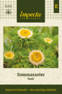 Kiinanasteri 'Hulk', Alkuperäinen kiinanasteri, jossa on suuri, keltavihreä keskiosa.