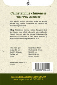 Kiinanasteri 'Tiger Paw Chinchilla'