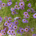 Nukenkaulus 'Blue Splendour', Paljon kirkkaan sinivioletteja, ihania kukkia, joissa on keltainen tai tumma silmä.