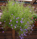 Nukenkaulus 'Blue Splendour', Paljon kirkkaan sinivioletteja, ihania kukkia, joissa on keltainen tai tumma silmä.