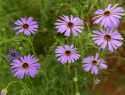 Nukenkaulus 'Blue Splendour', Paljon kirkkaan sinivioletteja, ihania kukkia, joissa on keltainen tai tumma silmä.