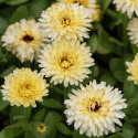 Tarhakehäkukka 'Bon Bon Light Yellow', Kirkkaan auringonkeltaiset kukat, joissa on hienovarainen viininpunainen sävy.