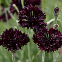 Ruiskaunokki 'Black Boy', Kerrottu, tumman violetti ruiskaunokki.