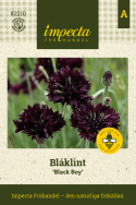 Ruiskaunokki 'Black Boy', Kerrottu, tumman violetti ruiskaunokki.