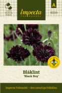 Ruiskaunokki 'Black Boy', Kerrottu, tumman violetti ruiskaunokki.