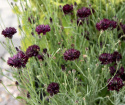 Ruiskaunokki 'Black Boy', Kerrottu, tumman violetti ruiskaunokki.