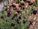 Ruiskaunokki 'Black Boy', Kerrottu, tumman violetti ruiskaunokki.