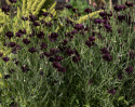 Ruiskaunokki 'Black Boy', Kerrottu, tumman violetti ruiskaunokki.