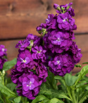 Kesäleukoija 'Hot Cakes Purple', intensiivisen purppuranpunaiset, enemmän tai vähemmän kerrannaiset kukat valtikkamaisissa kukinnoissa.