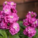 Kesäleukoija 'Hot Cakes Pink', Herkullisen tuoksuiset, kirkkaan kirsikanpunaiset.