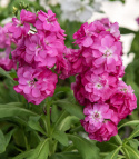 Kesäleukoija 'Hot Cakes Pink', Herkullisen tuoksuiset, kirkkaan kirsikanpunaiset.