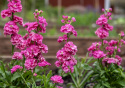 Kesäleukoija 'Hot Cakes Pink', Herkullisen tuoksuiset, kirkkaan kirsikanpunaiset.