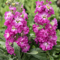 Talvileukoija 'Mathilda Antique Rose', joissa on kerrottuja ja yksinkertaisia, purppuranpunaisia kukkia, joissa on valkoinen keskusta. 