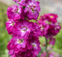 Talvileukoija 'Mathilda Antique Rose', joissa on kerrottuja ja yksinkertaisia, purppuranpunaisia kukkia, joissa on valkoinen keskusta. 