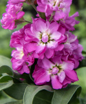 Talvileukoija 'Mathilda Antique Rose', joissa on kerrottuja ja yksinkertaisia, purppuranpunaisia kukkia, joissa on valkoinen keskusta. 