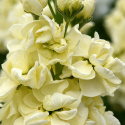 Talvileukoija 'Mathilda Yellow', Hyvin haaroittunut kasvutapa, erinomainen leikko- ja kukkapenkkiviljelyyn.