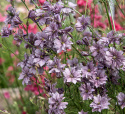 Tarhakukonkannus 'Misty Lavender', romanttisen laventelinharmaan ja hohtavan antiikkipinkin väriset kukat ovat tiheästi ripoteltuna pitkin pitkiä varsia.