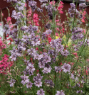 Tarhakukonkannus 'Misty Lavender', romanttisen laventelinharmaan ja hohtavan antiikkipinkin väriset kukat ovat tiheästi ripoteltuna pitkin pitkiä varsia.