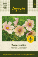 Punakosmoskukka ''Apricot Lemonade'', aprikoosin ja kermanvalkoiset kukat, joissa on vadelmanpunaisen renkaan ympäröimä keltainen silmä.
