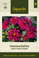 Tarhadaalia 'Opera Violet Shades', Perinteinen tarhadaalia, jolla on kaksinkertaiset, violetinpunaiset kukat keltaisella silmällä.