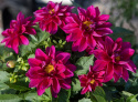 Tarhadaalia 'Opera Violet Shades', Perinteinen tarhadaalia, jolla on kaksinkertaiset, violetinpunaiset kukat keltaisella silmällä.
