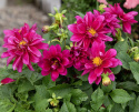 Tarhadaalia 'Opera Violet Shades', Perinteinen tarhadaalia, jolla on kaksinkertaiset, violetinpunaiset kukat keltaisella silmällä.