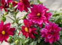 Tarhadaalia 'Opera Violet Shades', Perinteinen tarhadaalia, jolla on kaksinkertaiset, violetinpunaiset kukat keltaisella silmällä.