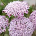 Sinivarjo 'Lace Pink', Isot, sirot, sateenvarjomaiset, pastellinroosat kukinnot korkeissa varsissa.