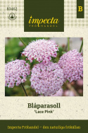 Sinivarjo 'Lace Pink', Isot, sirot, sateenvarjomaiset, pastellinroosat kukinnot korkeissa varsissa.