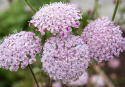 Sinivarjo 'Lace Pink', Isot, sirot, sateenvarjomaiset, pastellinroosat kukinnot korkeissa varsissa.