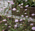 Sinivarjo 'Lace Pink', Isot, sirot, sateenvarjomaiset, pastellinroosat kukinnot korkeissa varsissa.