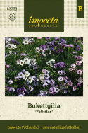 Kirjokiurunkukka 'Felicitas', pieniä kukkia valkoisena, pastellinpunaisena ja laventelinsinisenä, kaikissa tummat silmät.