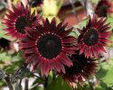 Puna-auringonkukka F1 'Desire Red', n. 12-15 cm kukat, joissa ohut, kermankeltainen rengas tumman keskustan ympärillä.