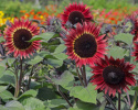 Puna-auringonkukka F1 'Desire Red', n. 12-15 cm kukat, joissa ohut, kermankeltainen rengas tumman keskustan ympärillä.