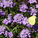 Sarjasaippo 'Lilac', Kirkkaan lilanvioletit ja tuoksuvat kukat.