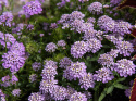 Sarjasaippo 'Lilac', Kirkkaan lilanvioletit ja tuoksuvat kukat.