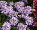 Sarjasaippo 'Lilac', Kirkkaan lilanvioletit ja tuoksuvat kukat.