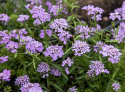 Sarjasaippo 'Lilac', Kirkkaan lilanvioletit ja tuoksuvat kukat.