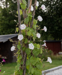 Aitoelämänlanka 'Seta', puhtaanvalkoiset kukat, joissa on selkeä magentan-vaaleanpunainen tähtikuvio.