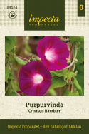 Aitoelämänlanka 'Crimson Rambler', Voimakkaat violetinsävyiset kukat, joissa on valkoinen tähtikuvio.